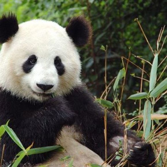 mrbabypandabear